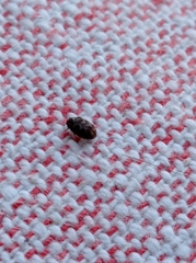 Dermestidae