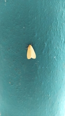 Lepidoptera