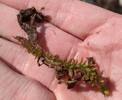 Lycopodiella appressa