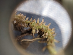 Lycopodiella appressa