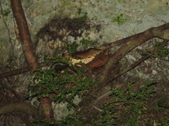 Polypedates macrotis