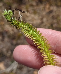 Lycopodiella appressa