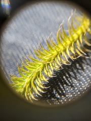 Lycopodiella appressa