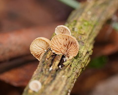 Deconica horizontalis