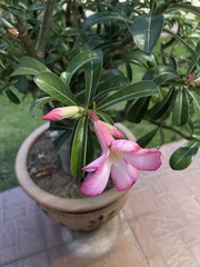 Adenium obesum