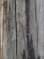 Cryptoblepharus pulcher
