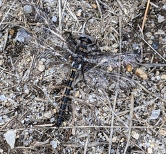 Williamsonia lintneri