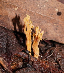Phaeoclavulina flaccida