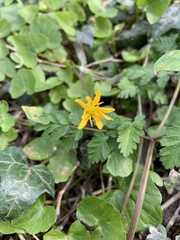 Ficaria verna