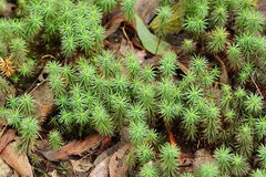 Dawsonia superba