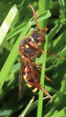 Nomada lathburiana