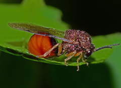 Austeucharis