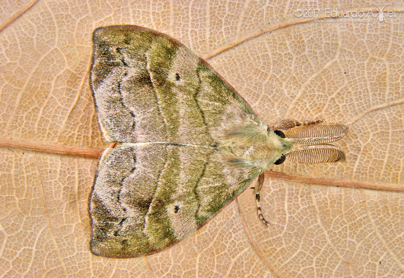 Sarsina festiva
