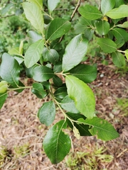 Phillyrea angustifolia