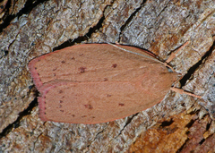 Prionocris