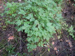 Rubus humulifolius