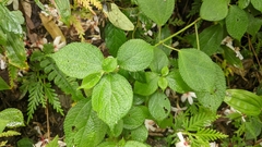 Boehmeria pilosiuscula