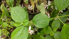 Boehmeria pilosiuscula