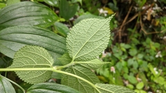 Boehmeria pilosiuscula