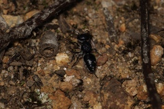 Ephutomorpha macracantha