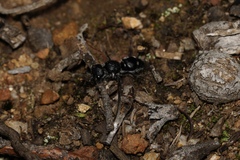 Ephutomorpha macracantha