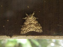 Lymantria singapura