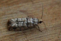 Blastesthia tessulatana