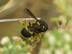 Stenodynerus fastidiosissimus