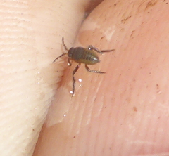 Gerromorpha