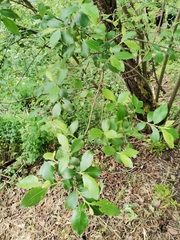 Phillyrea angustifolia