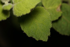 Tremandra stelligera