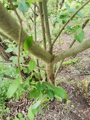 Phillyrea angustifolia