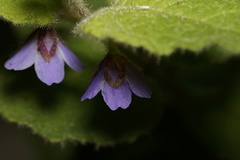 Tremandra stelligera