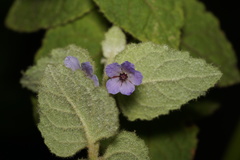 Tremandra stelligera