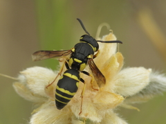 Syneuodynerus egregius