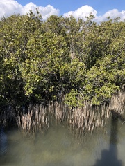 Avicennia marina