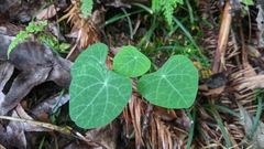 Stephania cephalantha