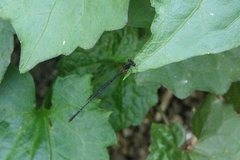 Prodasineura autumnalis