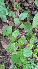 Boehmeria pilosiuscula