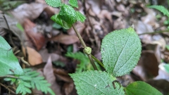 Boehmeria pilosiuscula