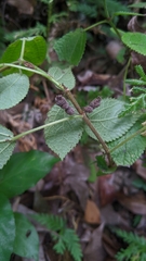 Boehmeria pilosiuscula