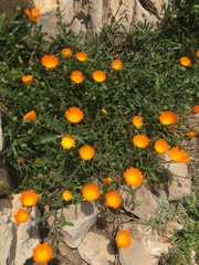 Calendula