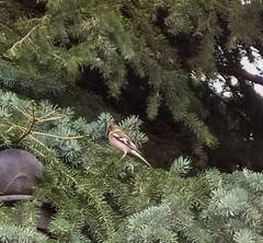 Fringilla coelebs