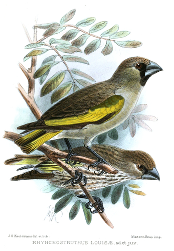 Somali Golden-winged Grosbeak (Rhynchostruthus louisae) · iNaturalist