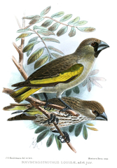 Somali Golden-Winged Grosbeak photo 2