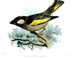 Socotra Golden-Winged Grosbeak photo 5