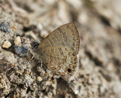 Prosotas nora ardates