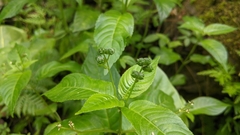 Mercurialis leiocarpa