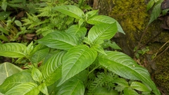 Mercurialis leiocarpa