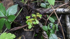 Sedum actinocarpum